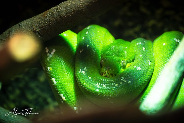 A bright green snake with white flecks coiled against a dark background, its head resting at the center of the coils, blurred branches in the foreground.