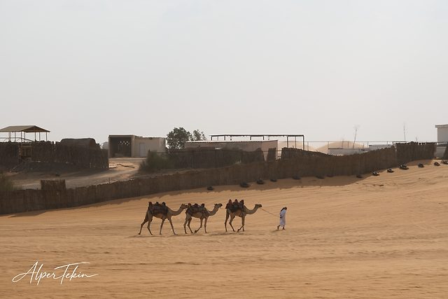 A man in white leads three saddled camels by a rope across orange sand, with a reed fence, low buildings and a hazy pale sky behind.