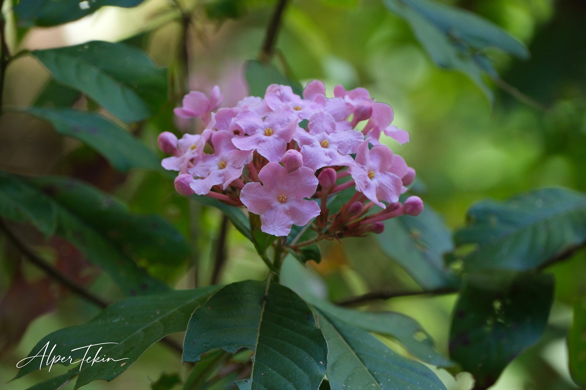 A cluster of small pink flowers with yellow centers among dark green leaves, set against a softly blurred green background.