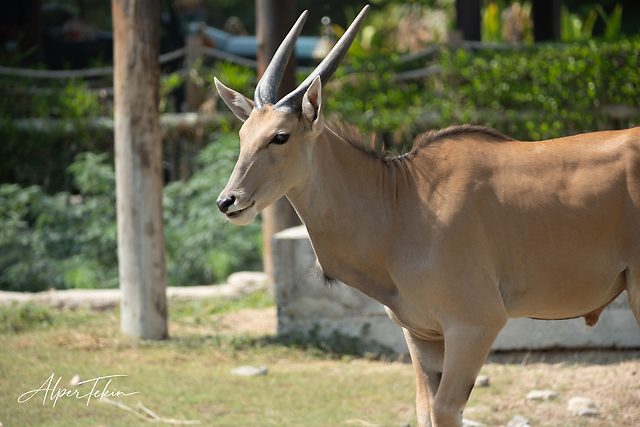 Side view of a sand-coloured eland antelope with long dark horns, set against blurred green shrubs and a weathered wooden post.