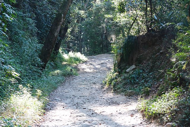 A pale, stony trail winding through dense green forest, with sunlight filtering through the leaves and falling in patches across the path.