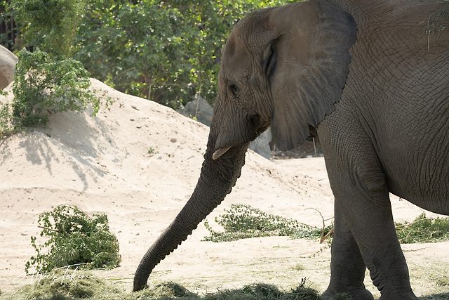 Side view of a grey African elephant, its trunk reaching toward hay on the ground, with a sand mound and green shrubs behind.