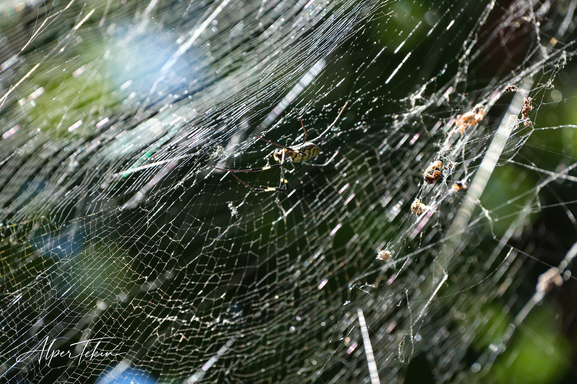 A yellow and black striped spider sits in the middle of a large sunlit web, with a softly blurred green and blue background.