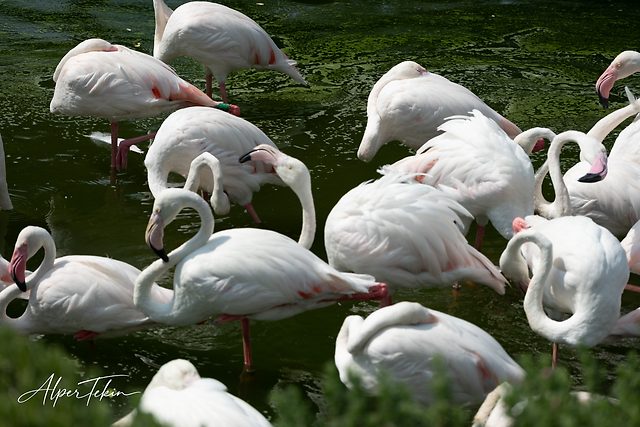 Koyu yeşil suda duran pembemsi beyaz flamingo sürüsü; boyunlar kıvrık, bazı kuşlar gagasıyla tüylerini temizliyor.