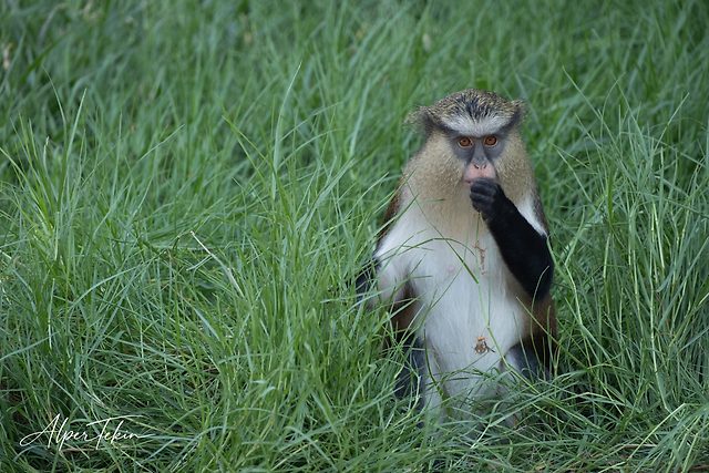 A monkey with a white chest and black arms sits upright in dense green grass, one hand near its mouth, looking at the camera with amber eyes.