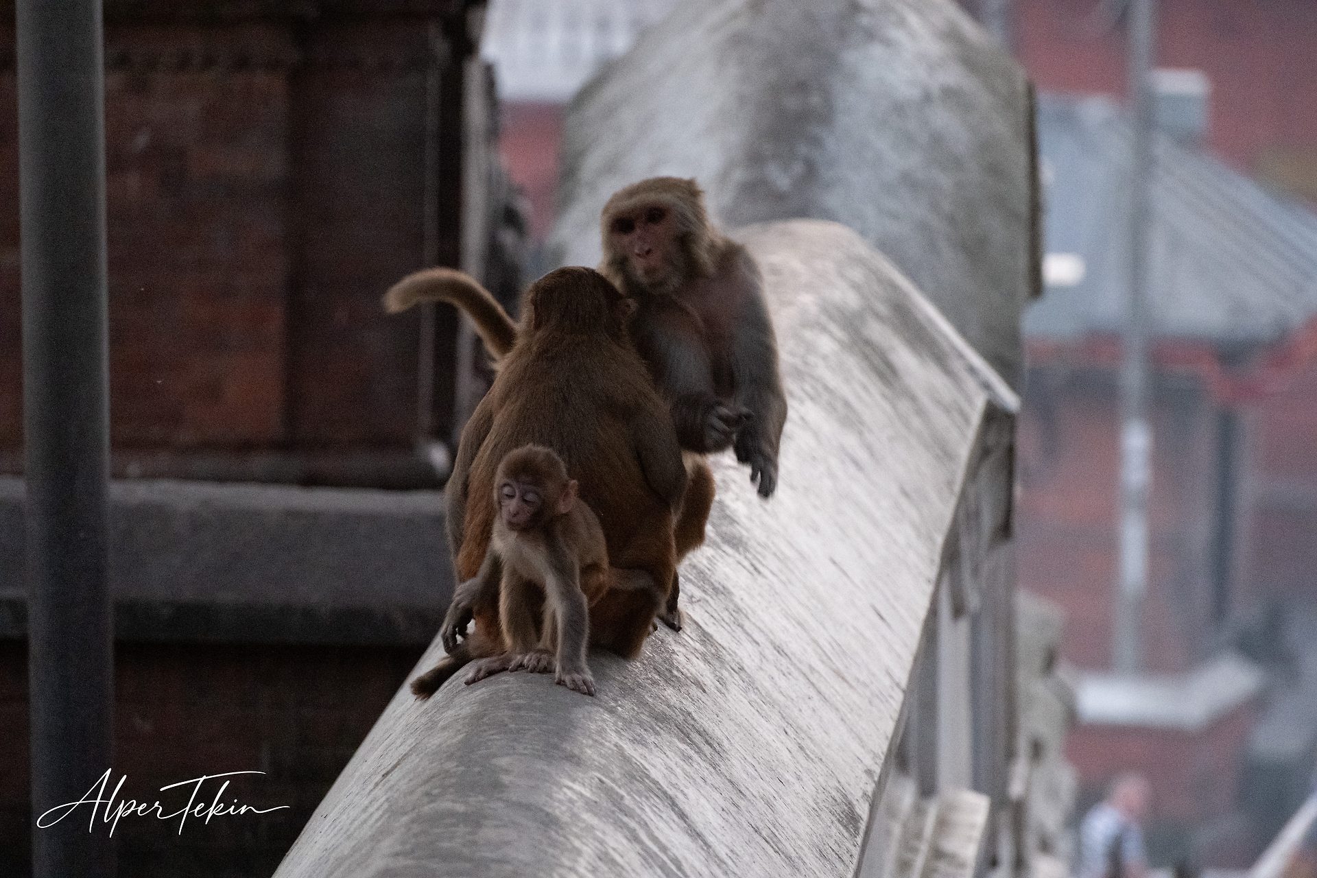 Two adult macaques and a baby sit together on a grey stone wall, with blurred red brick buildings in the background.