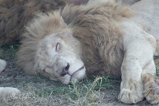 Close-up of a pale male lion lying on his side, eyes closed, tawny mane, one front paw stretched forward over dry grass and bare earth.