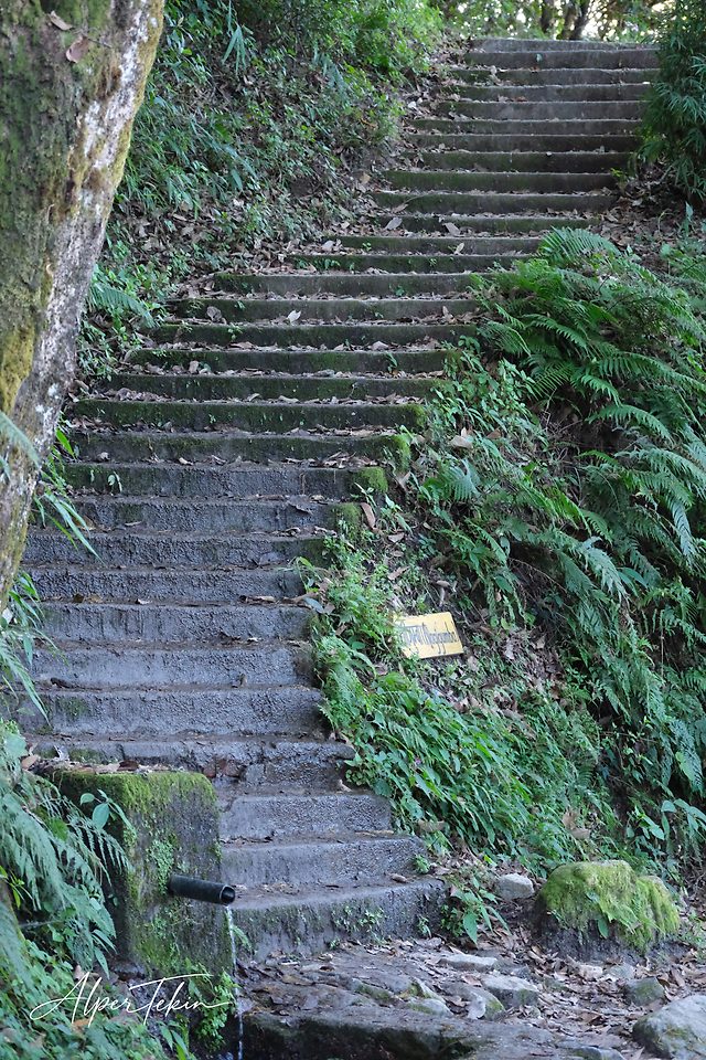 Moss-covered stone steps scattered with dry leaves climb a green hillside, framed by ferns, a mossy tree trunk, and a small water pipe at lower left.