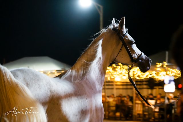 Gece, sokak lambasının ışığında ters yöne bakan beyaz bir at; arkada sarı ışık dizili çadır ve masalarda oturan bulanık kalabalık.