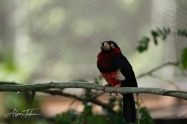 A black-headed bird with a red chest and white flank patch perched on a thin branch, against a soft blurred background of green and grey.