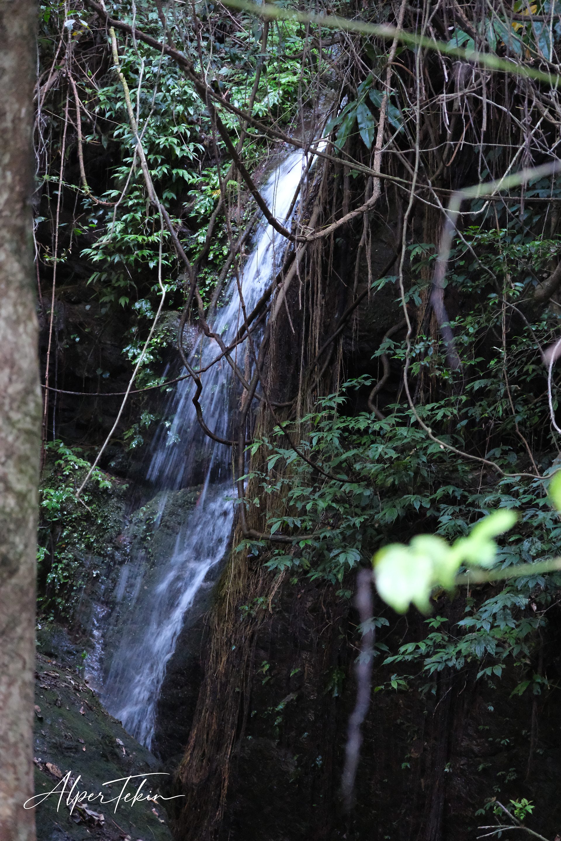 A thin white waterfall runs down a dark rock face in dense rainforest, framed by hanging vines, deep green leaves and a tree trunk at left.