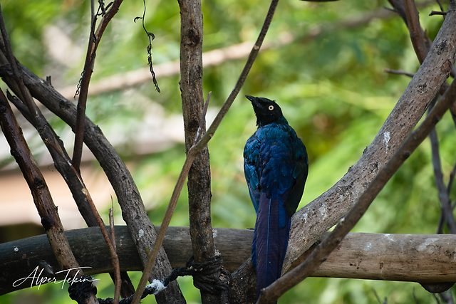 A long-tailed bird with glossy dark blue plumage and a yellow eye perches with its back turned, framed by crossing branches against a blurred green background.