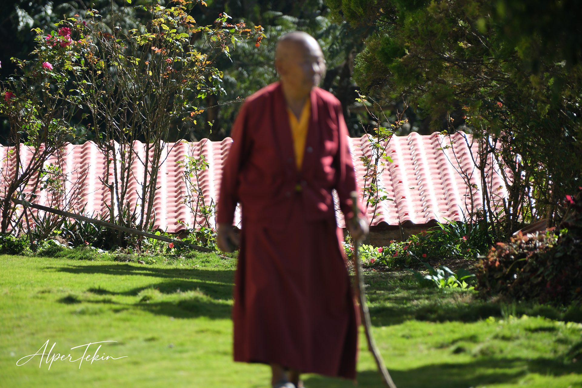 An elderly monk in a maroon robe with a yellow inner layer walks with a cane across a sunlit lawn, pink roof tiles and rose bushes behind.