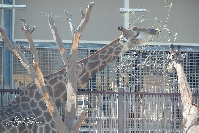 A spotted giraffe stretches its long neck past a bare, pale tree toward thin green twigs; a second giraffe stands at right behind a wooden fence.